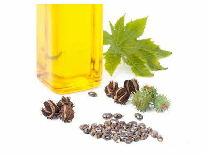 Castor seed and castor oil